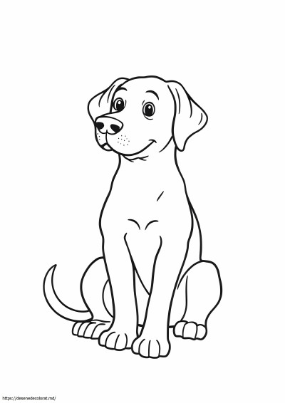 Labrador realist