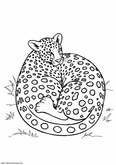 Leopard realist