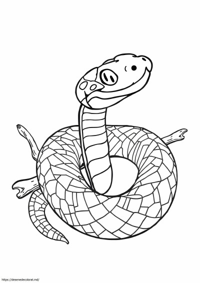 Piton reticulat