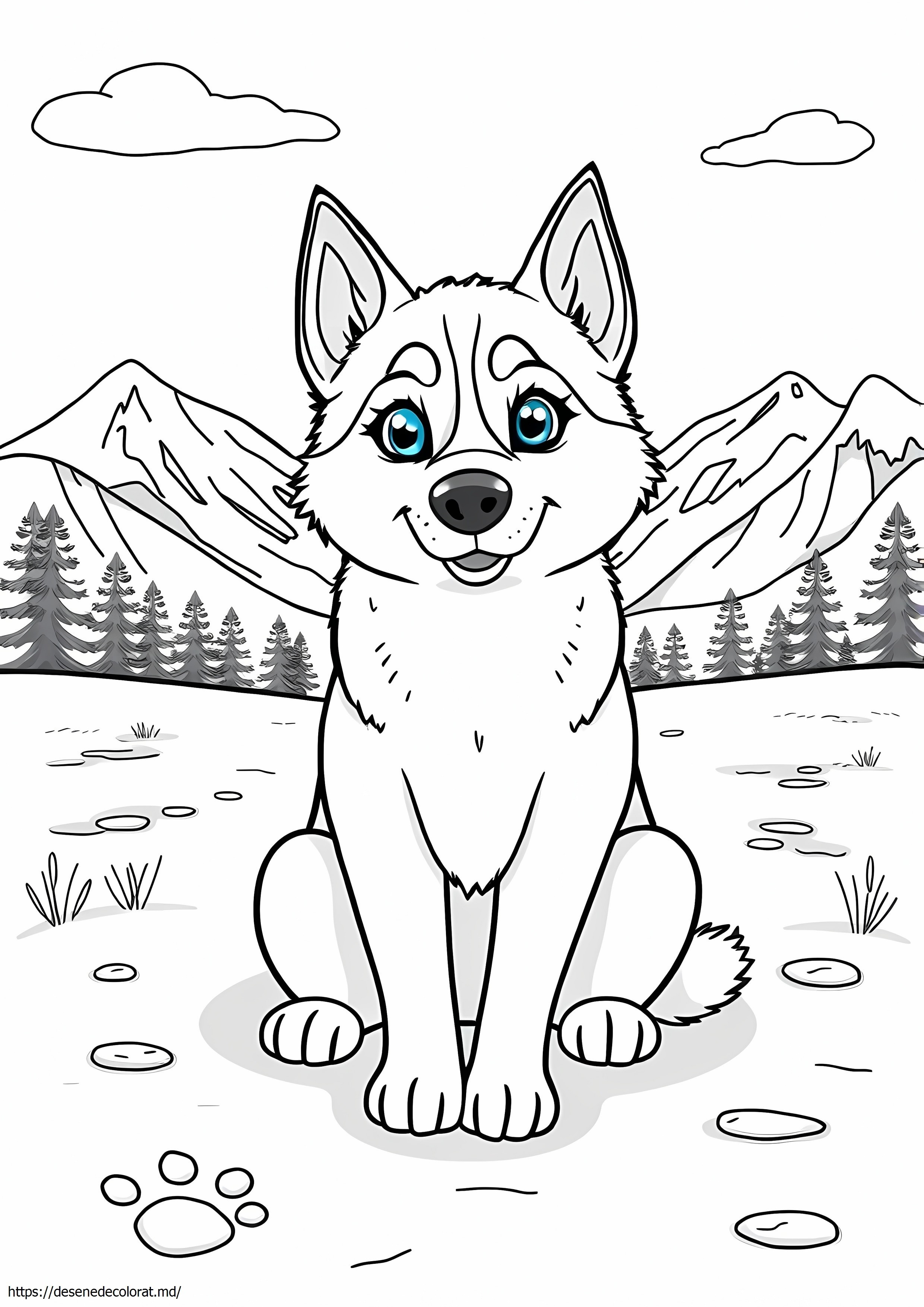 Husky siberian