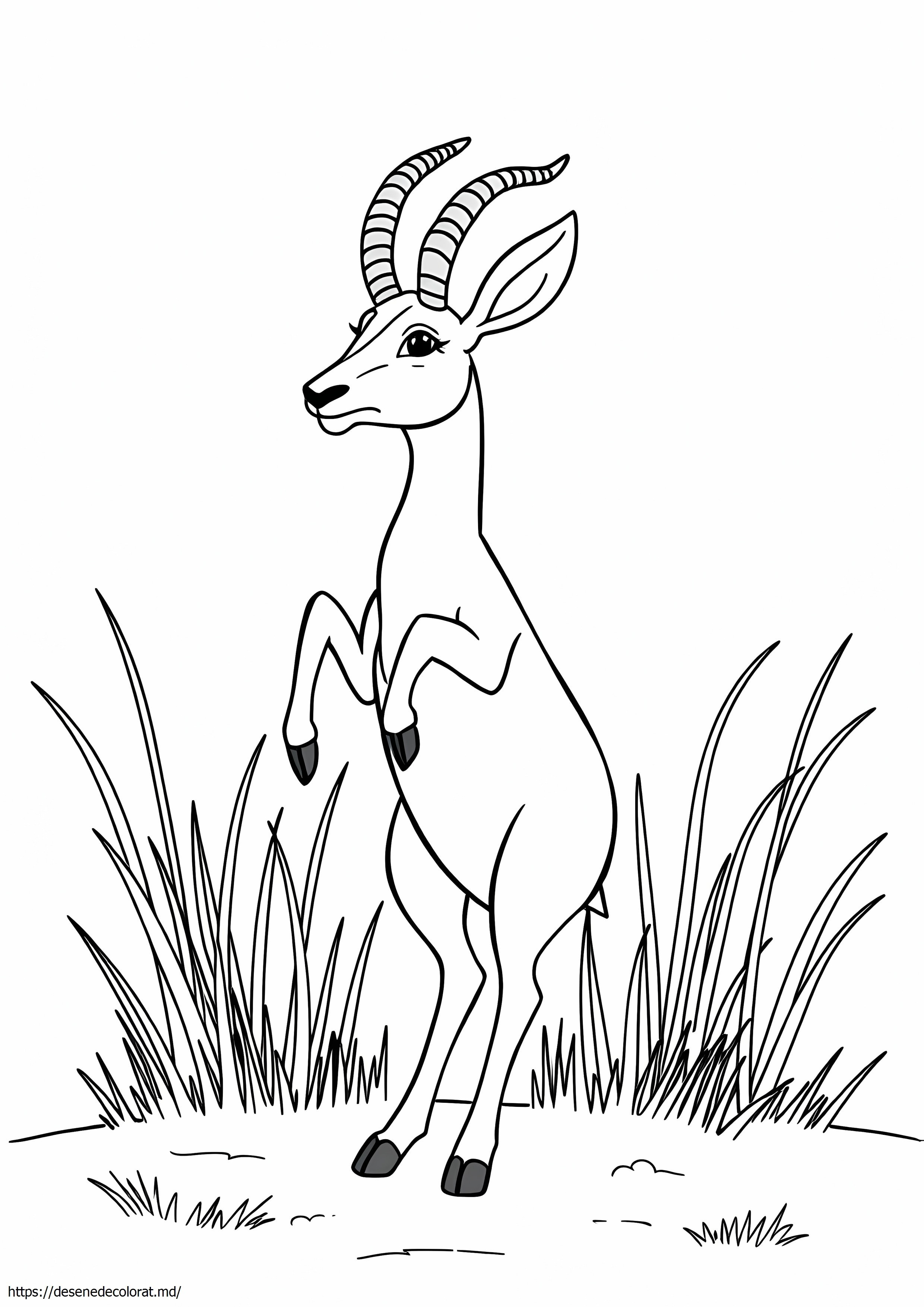 Springbok