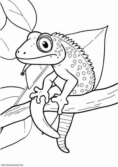Tokay gecko