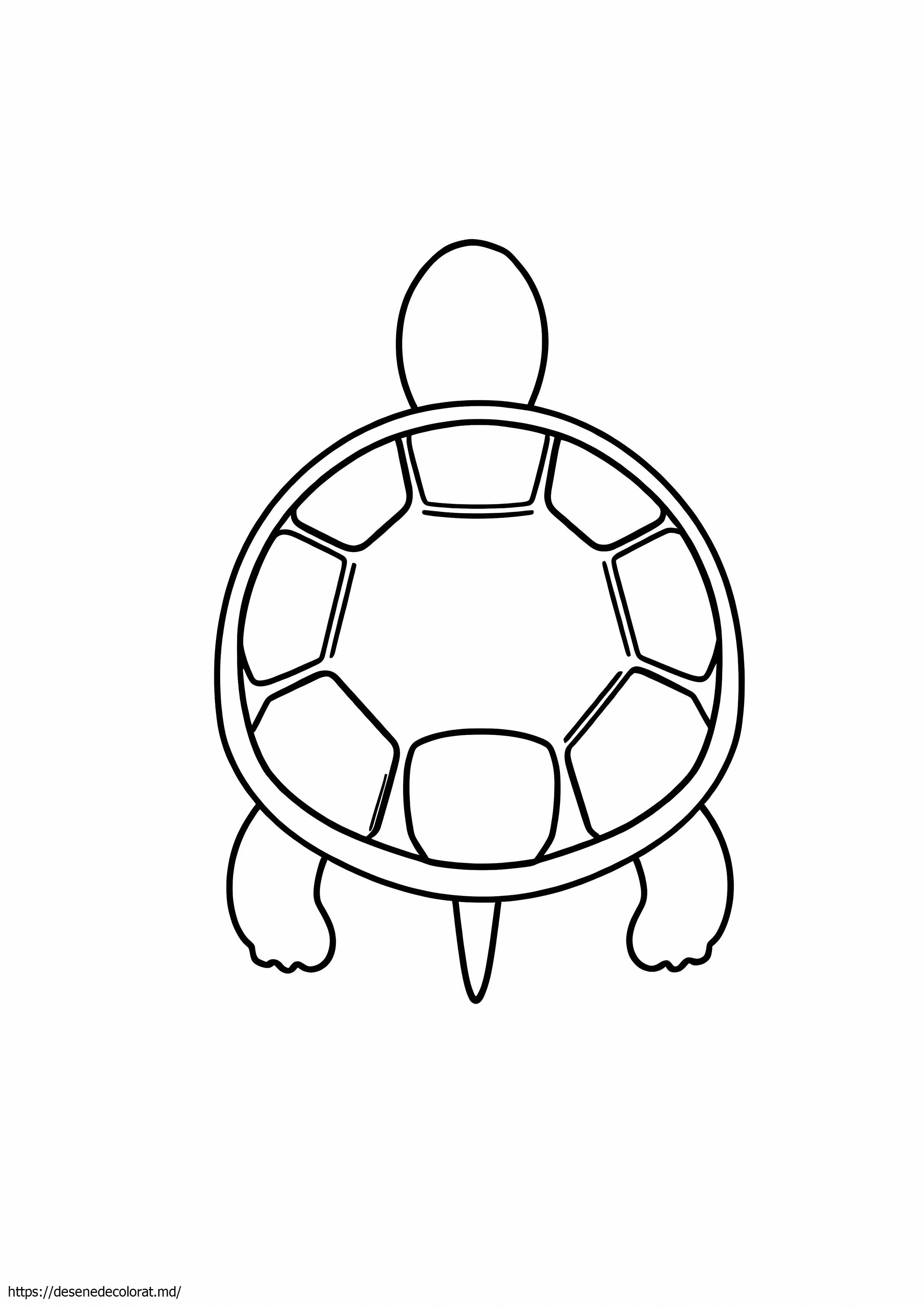 Carapace de broasca testoasa