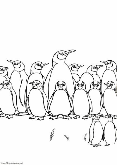 17 rase de pinguini