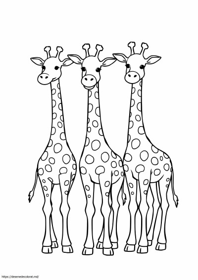 3 girafe