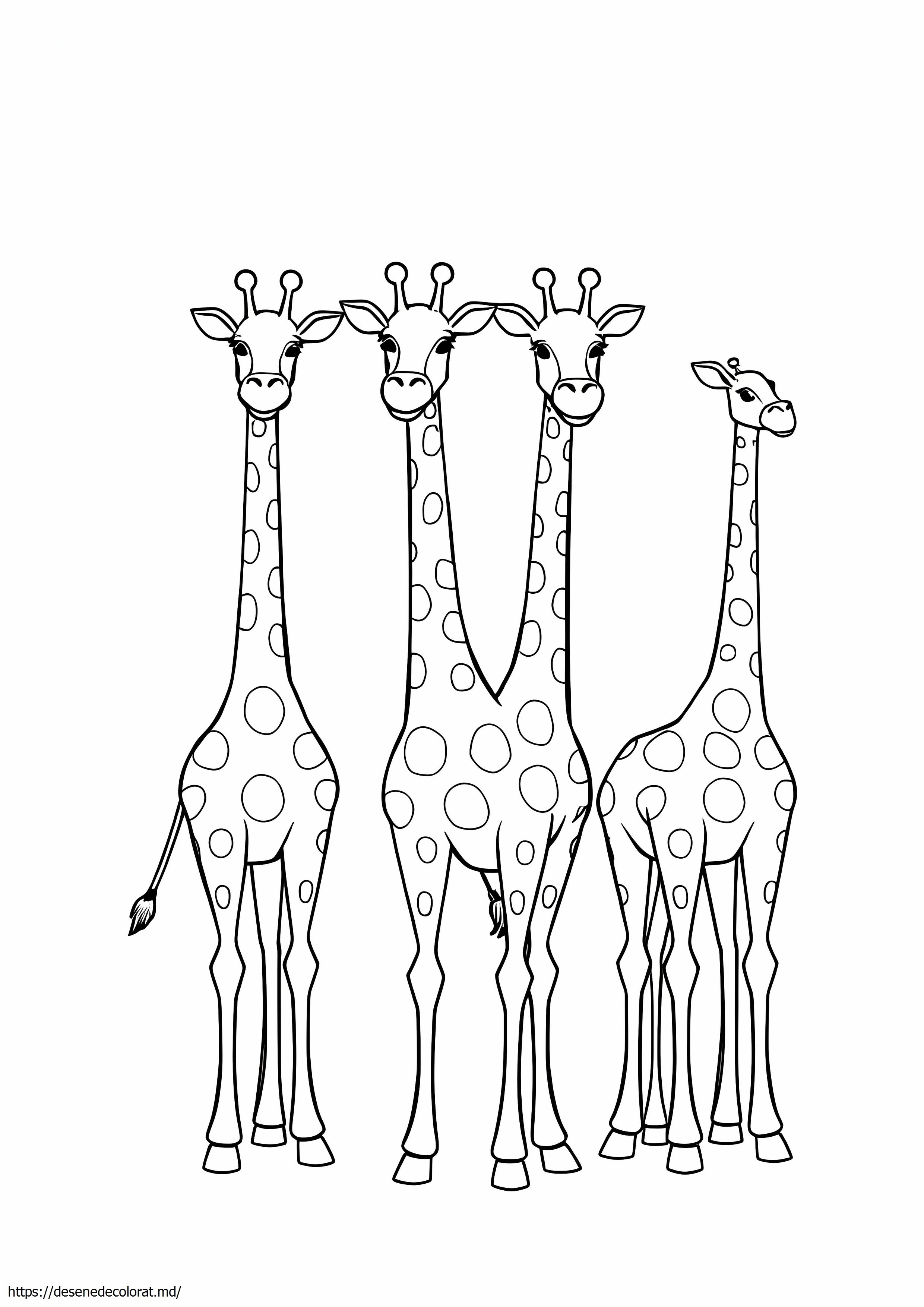 5 girafe într-un