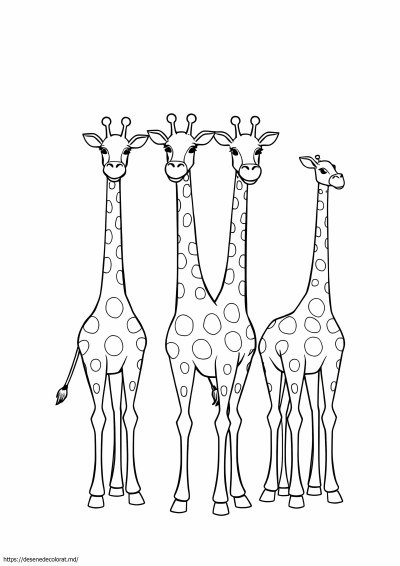 5 girafe într-un