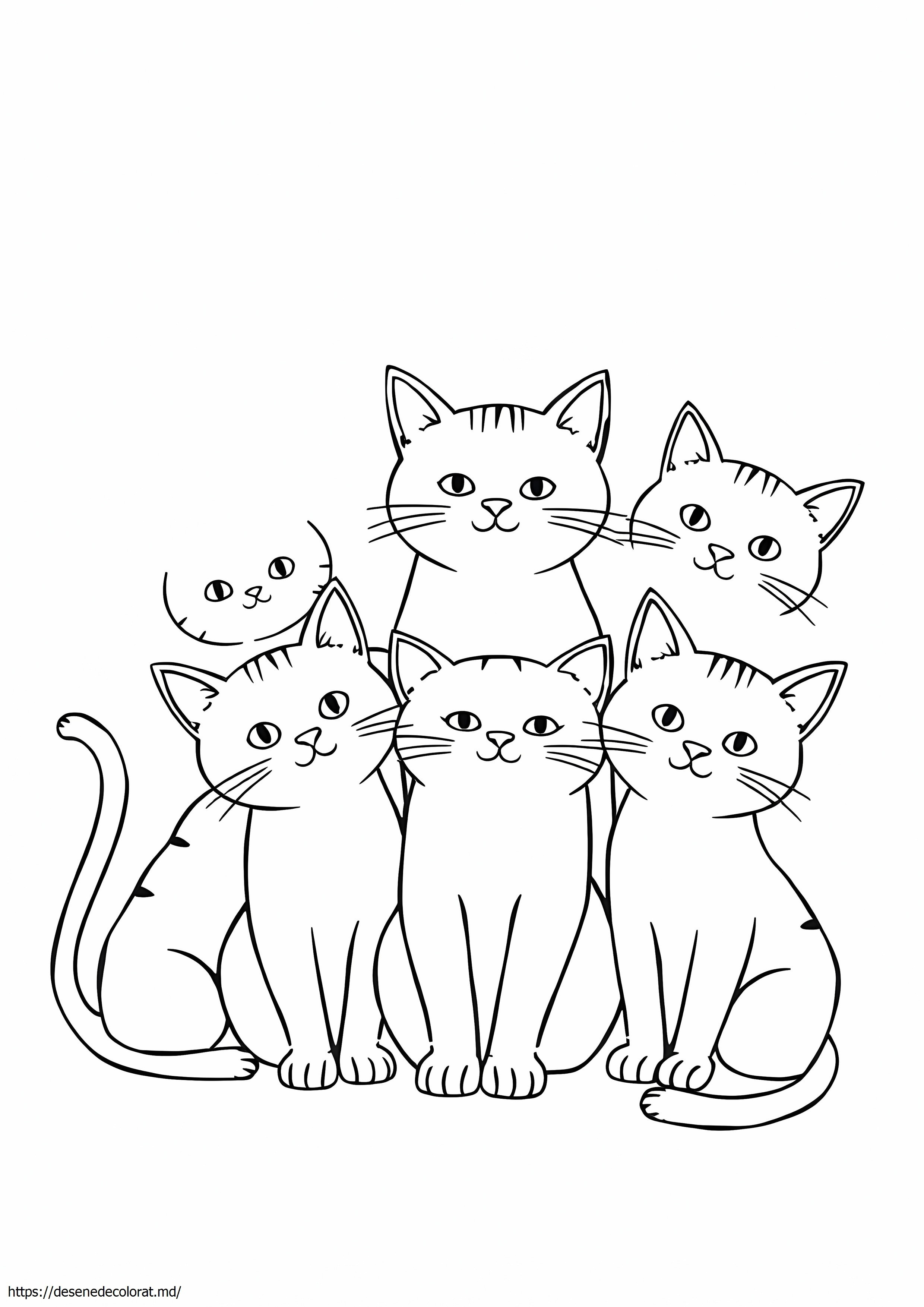 6 pisici