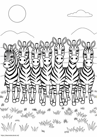 7 zebre