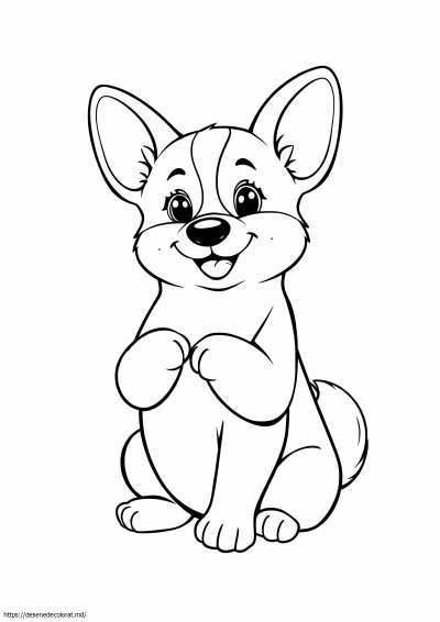Corgi puppy cute corgi