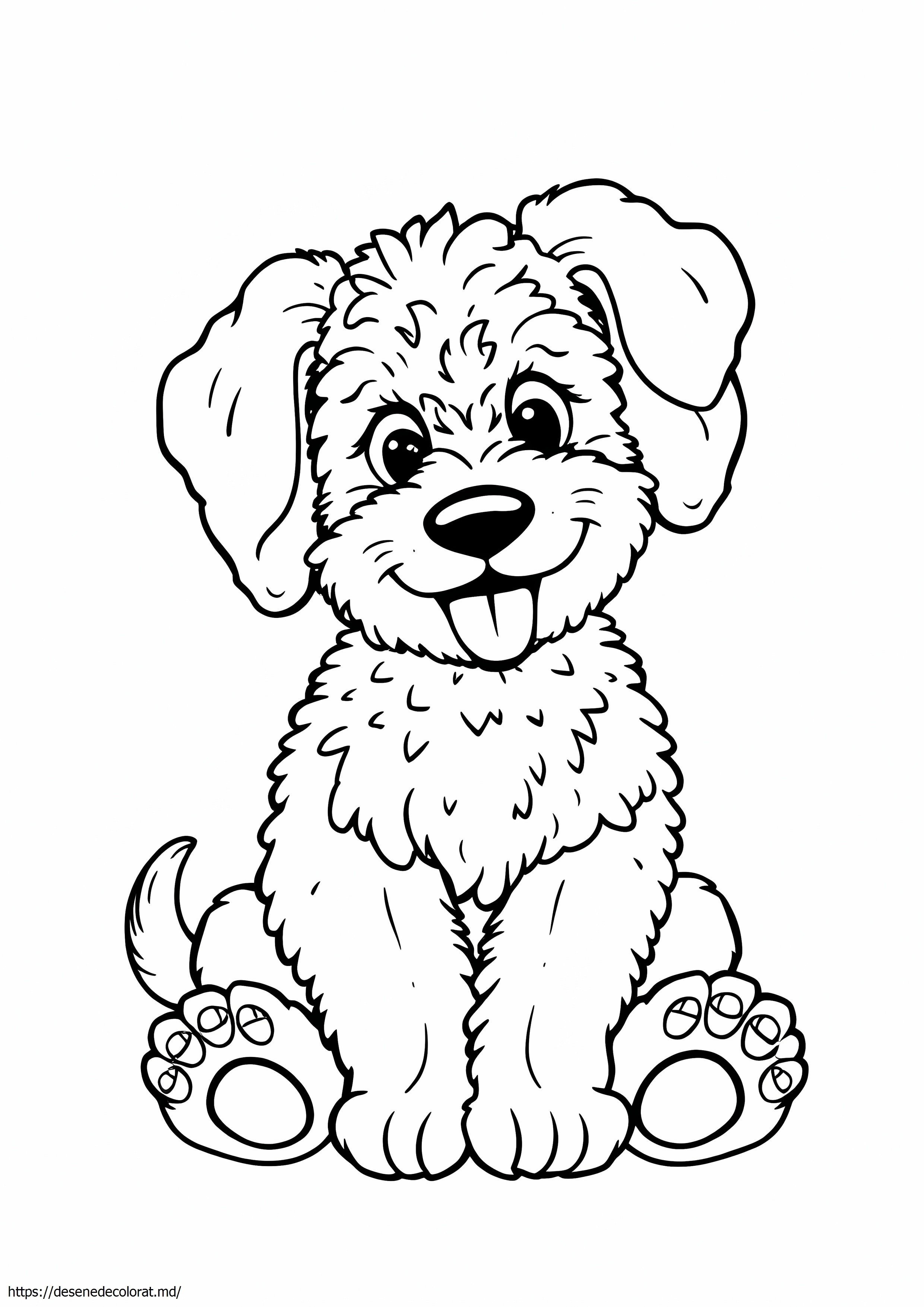 Aussiedoodle