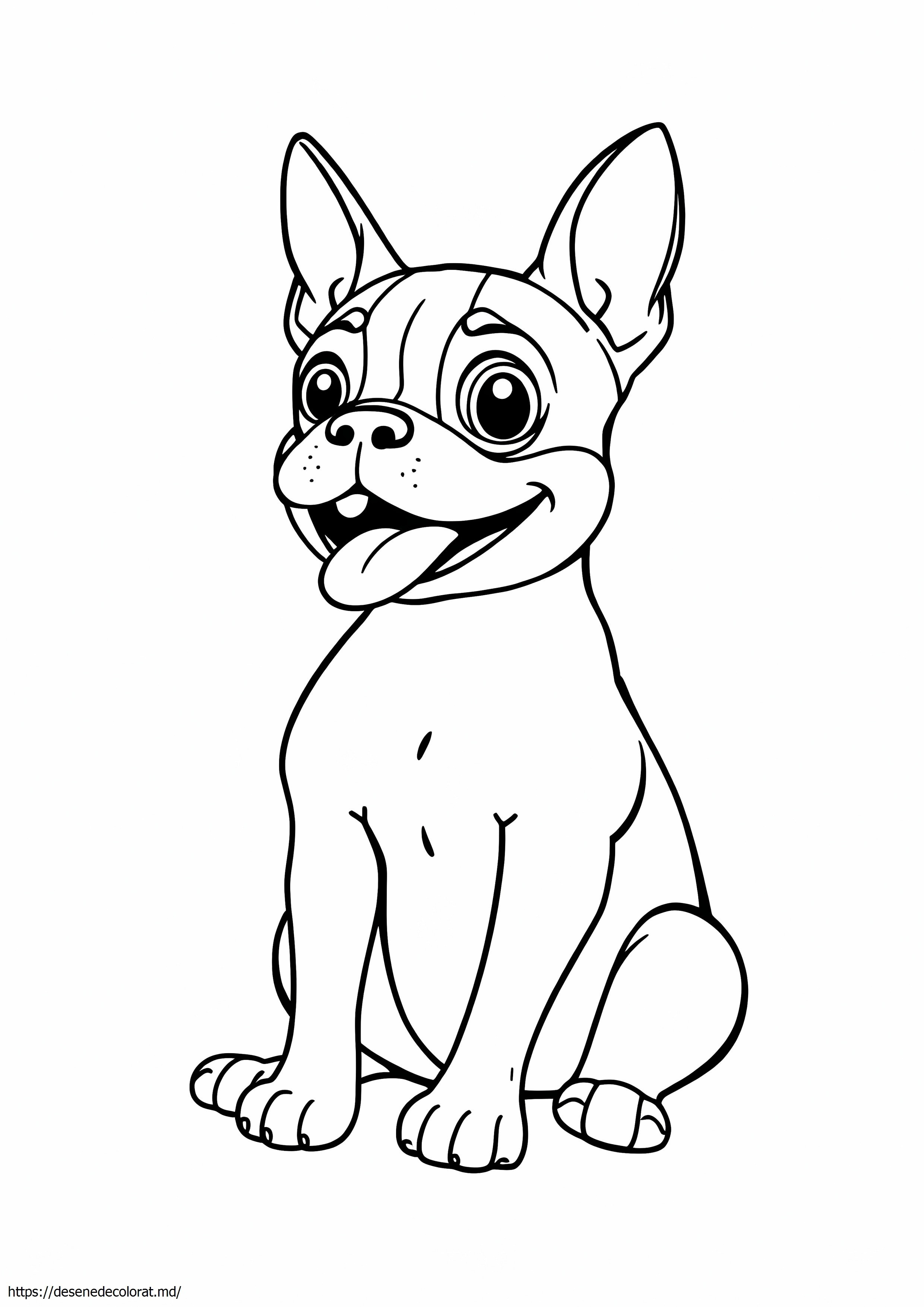 Boston terrier