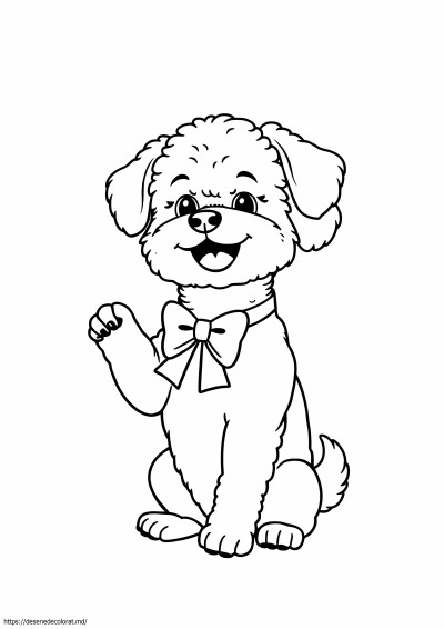 Bichon