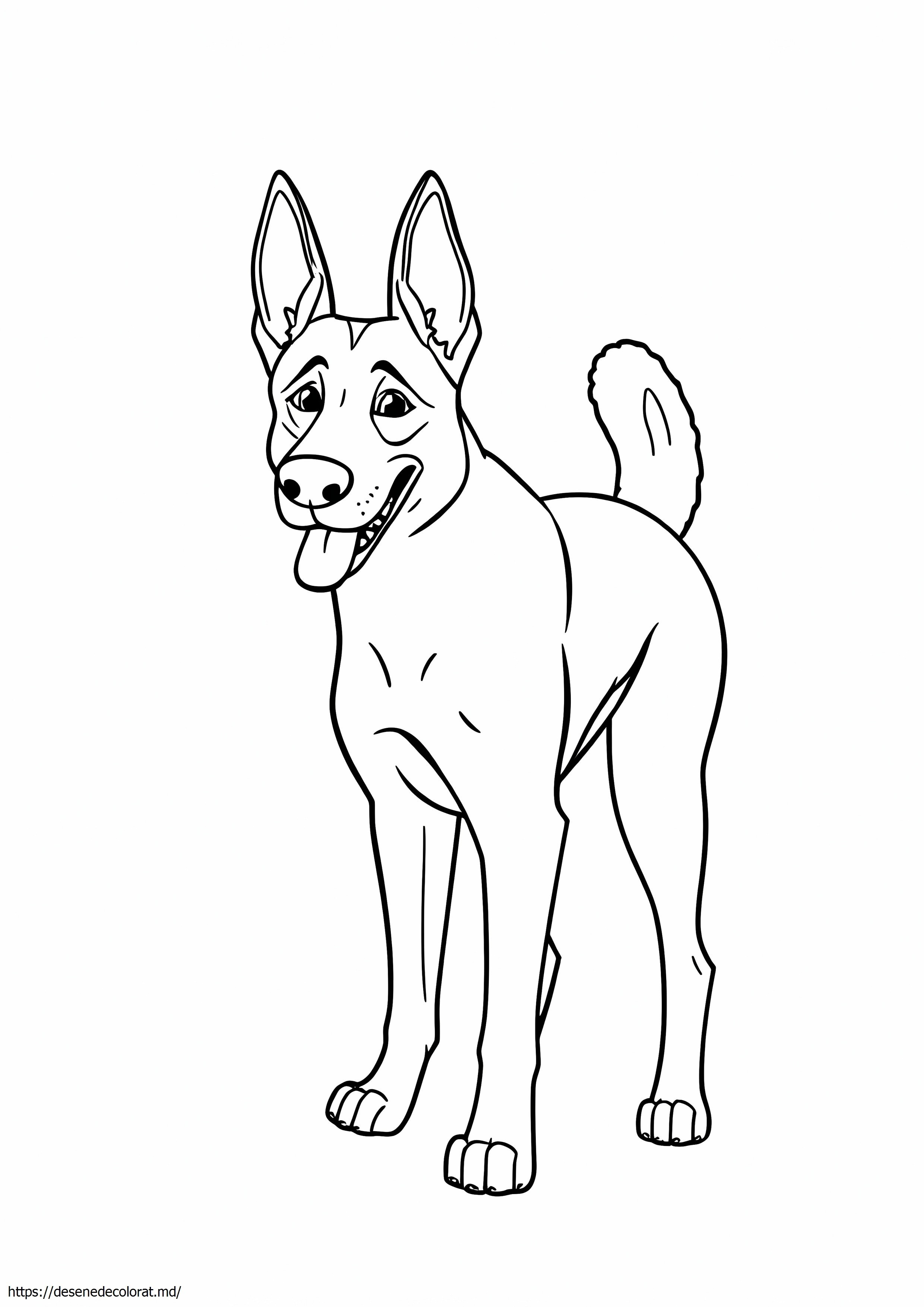 Malinois belgian