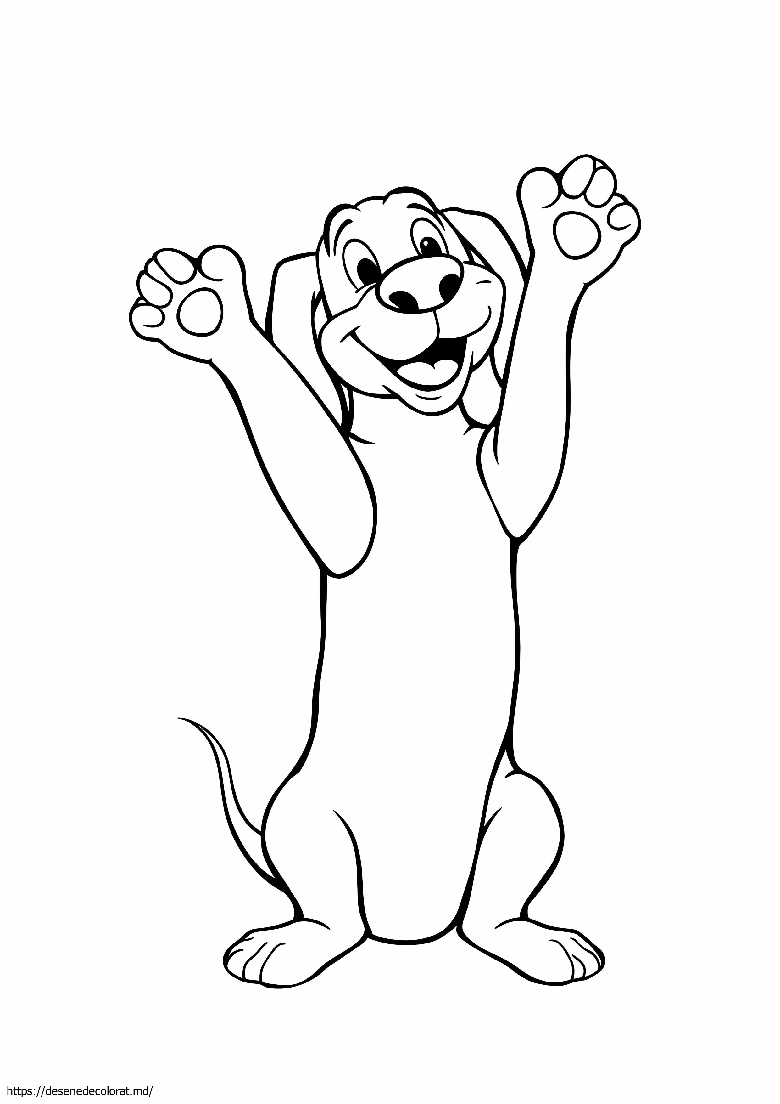 Basset hound