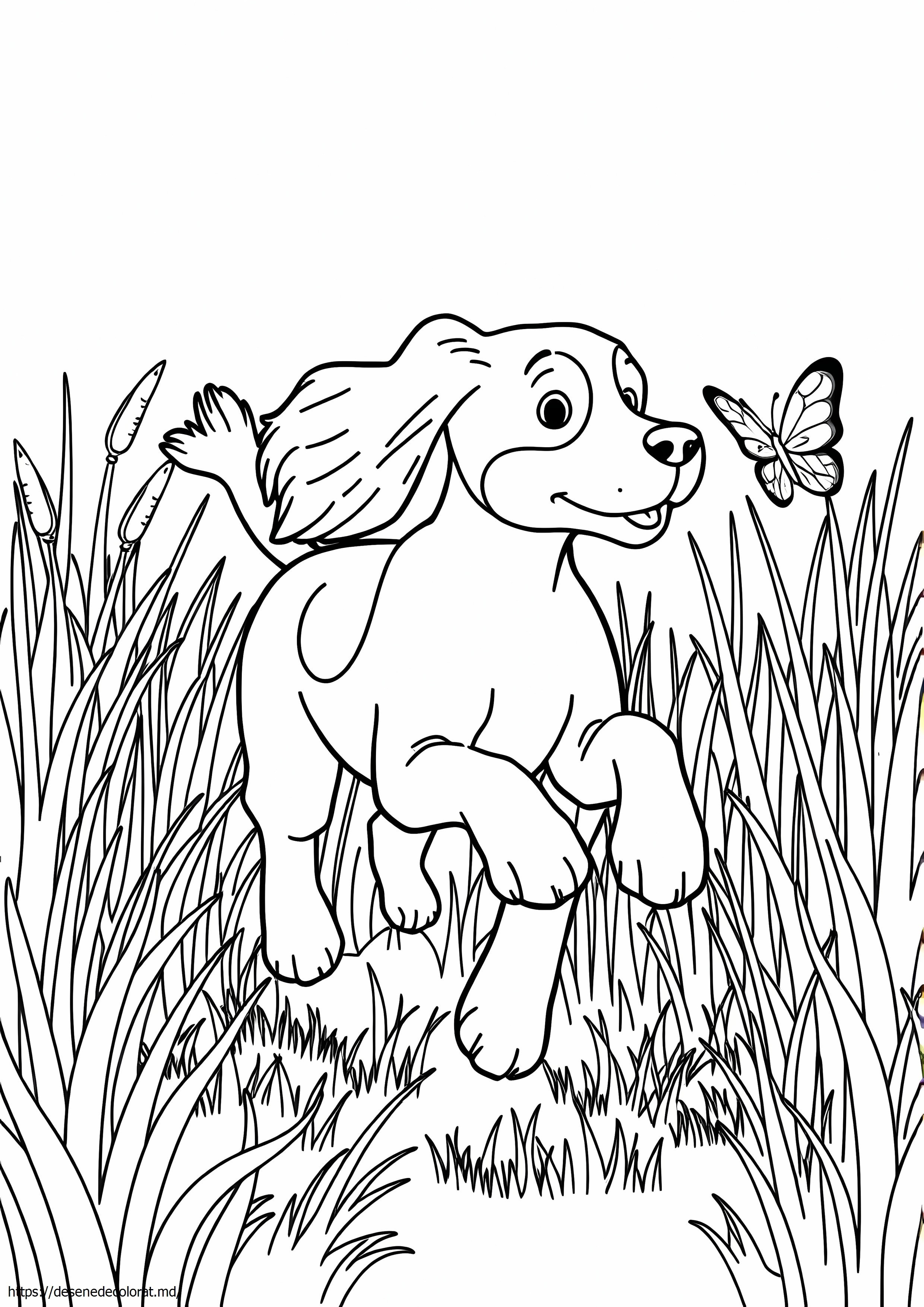 Spaniel breton