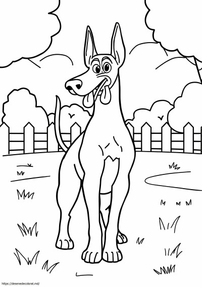 Doberman