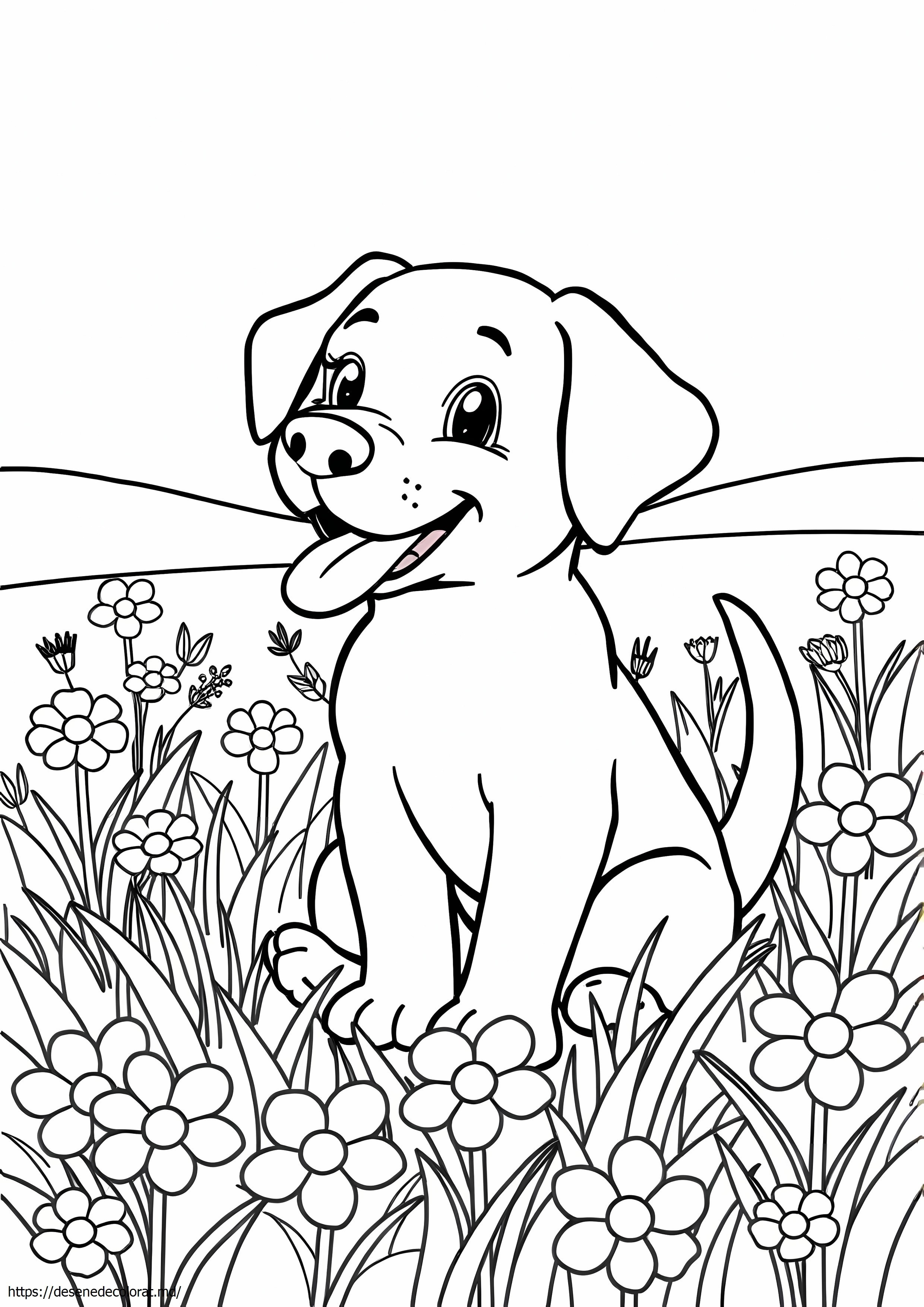 Labrador