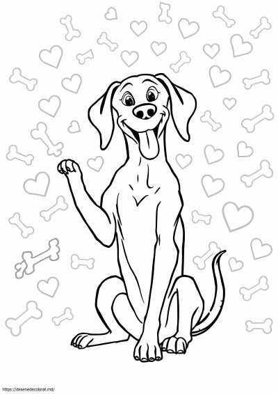 Weimaraner