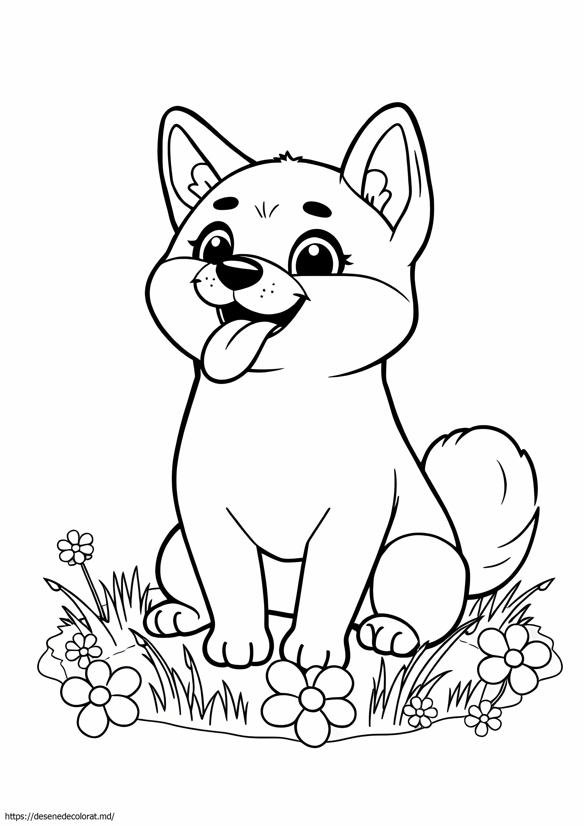 Shiba