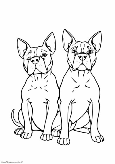 2 pitbulls