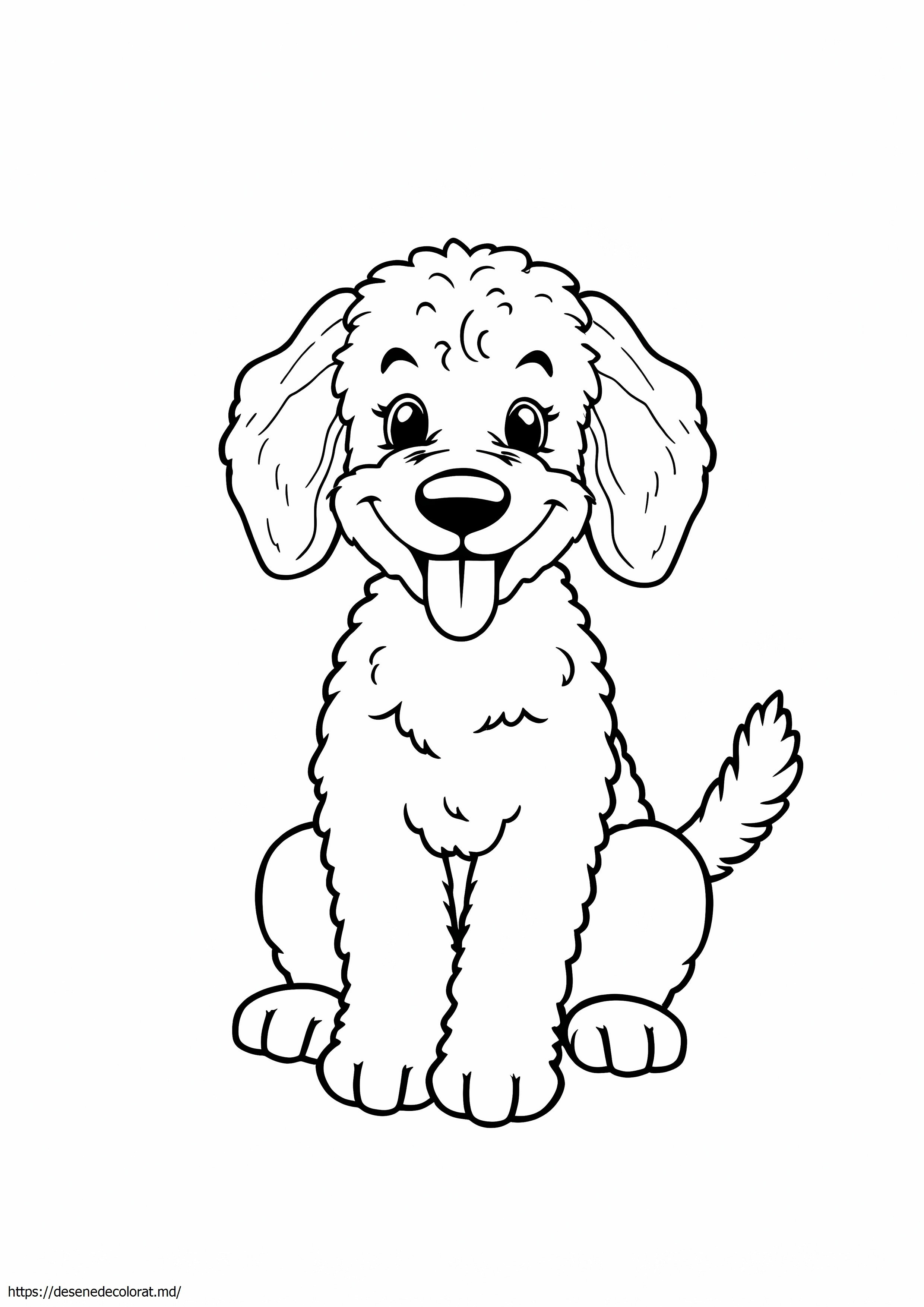 Labradoodle