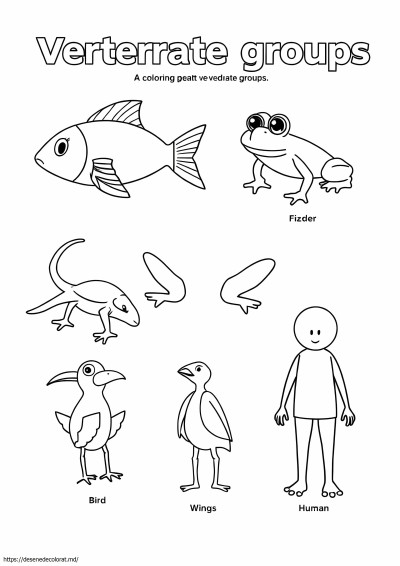 5 grupuri de vertebrate