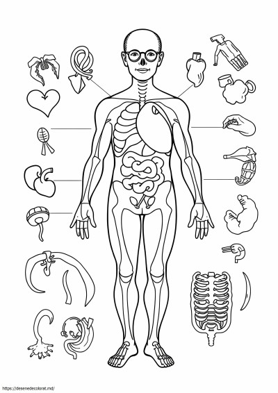 Anatomie și fiziologie