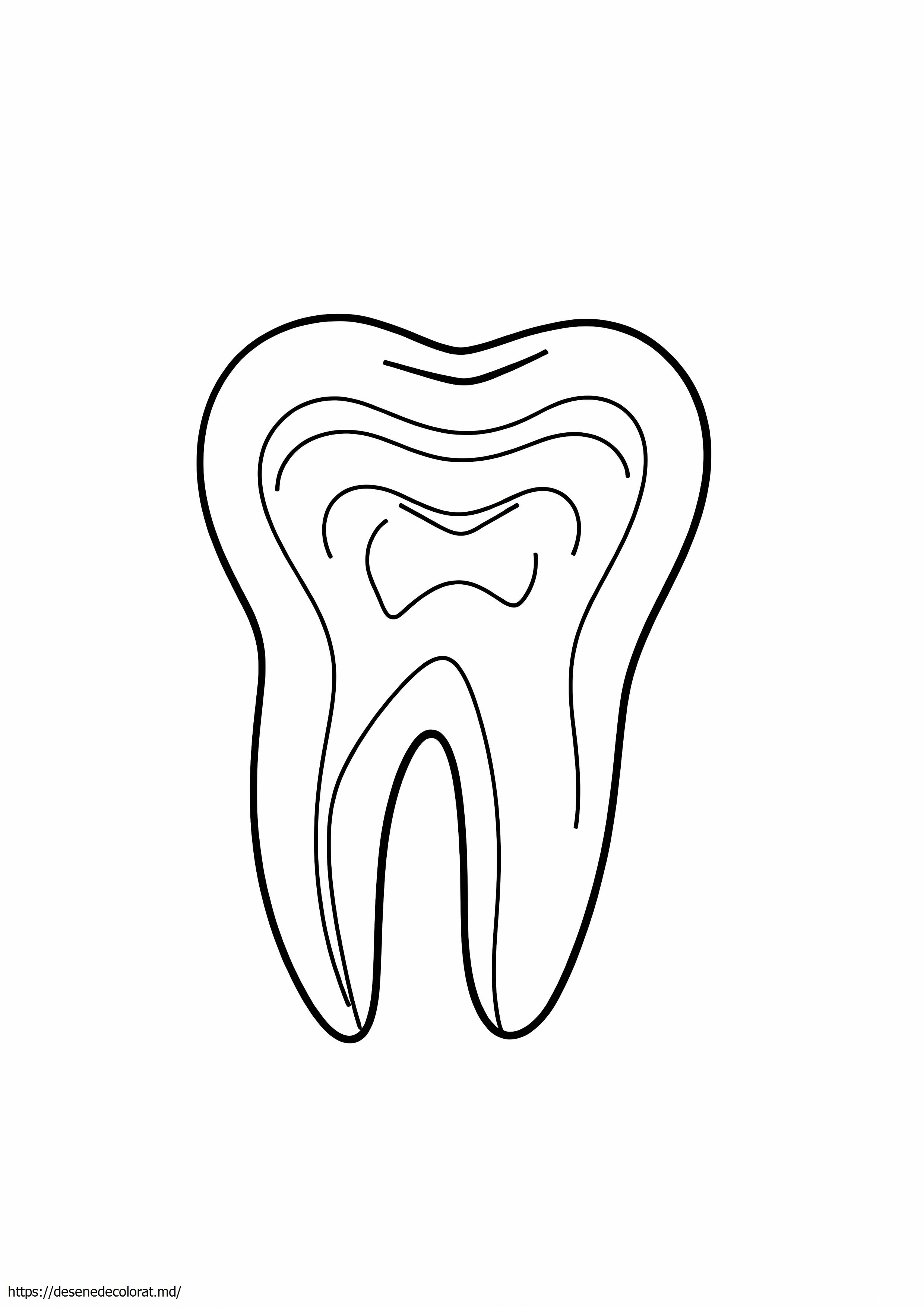 Anatomie dentară