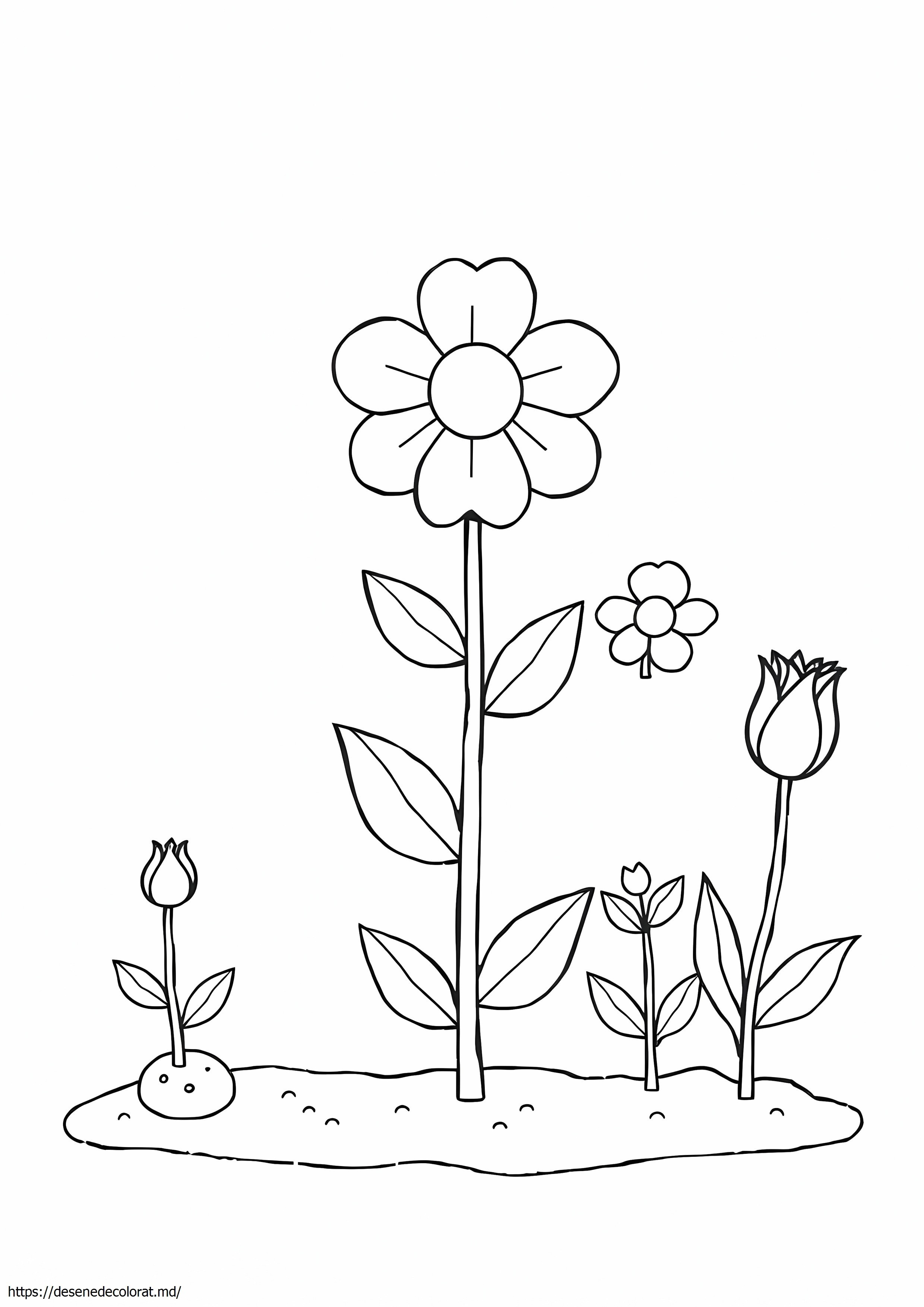Ciclul de viață al unei plante