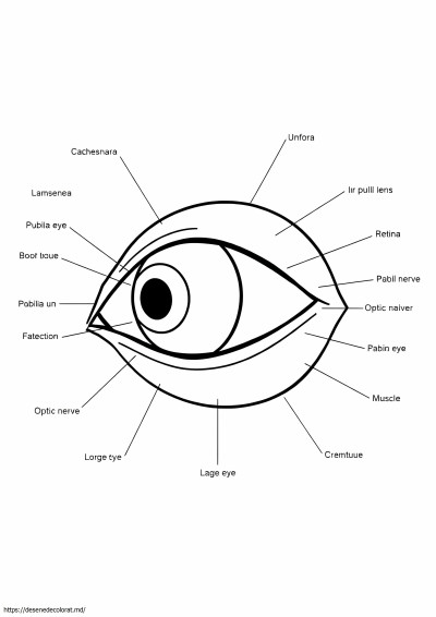 Anatomia ochiului