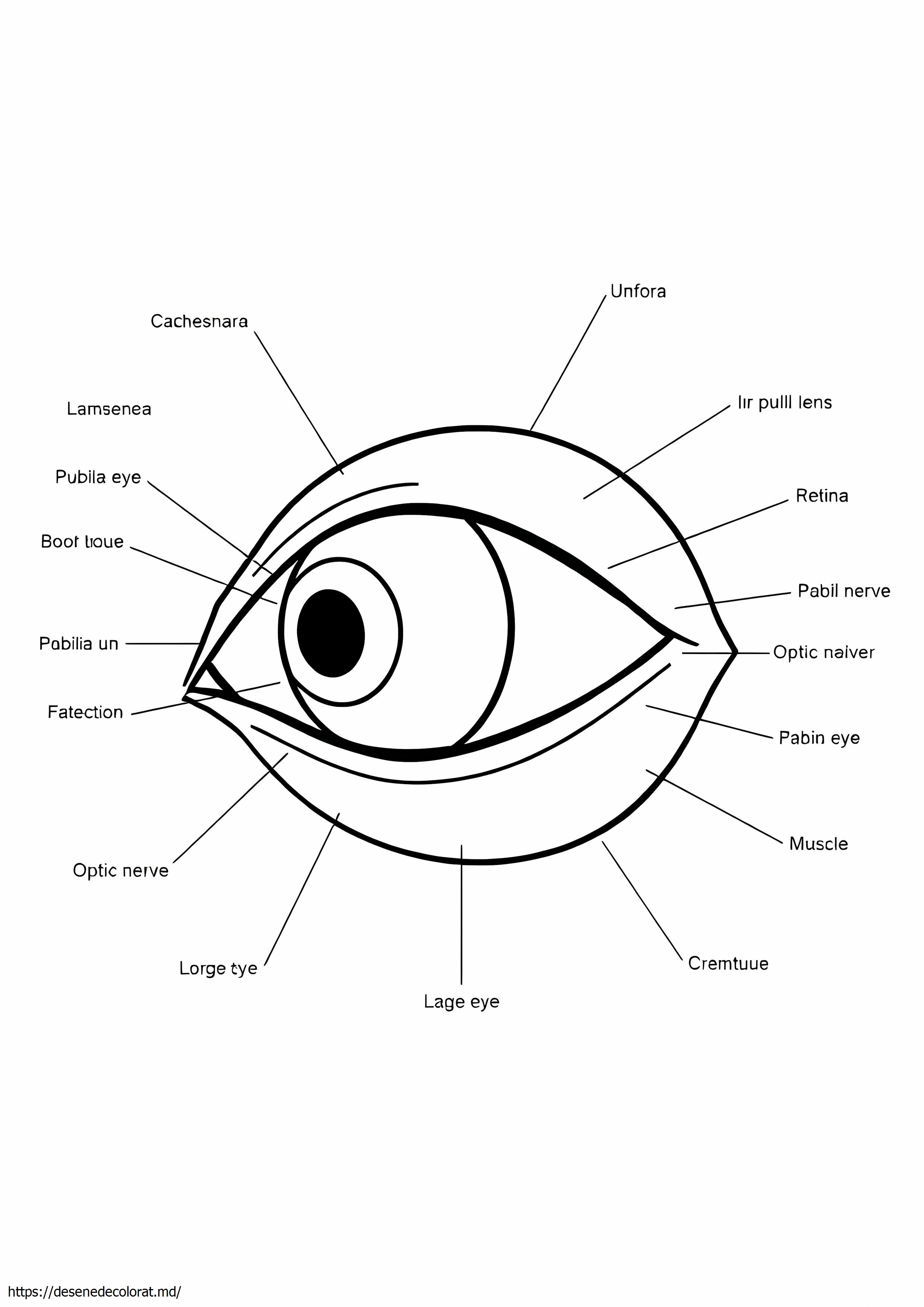 Anatomia ochiului