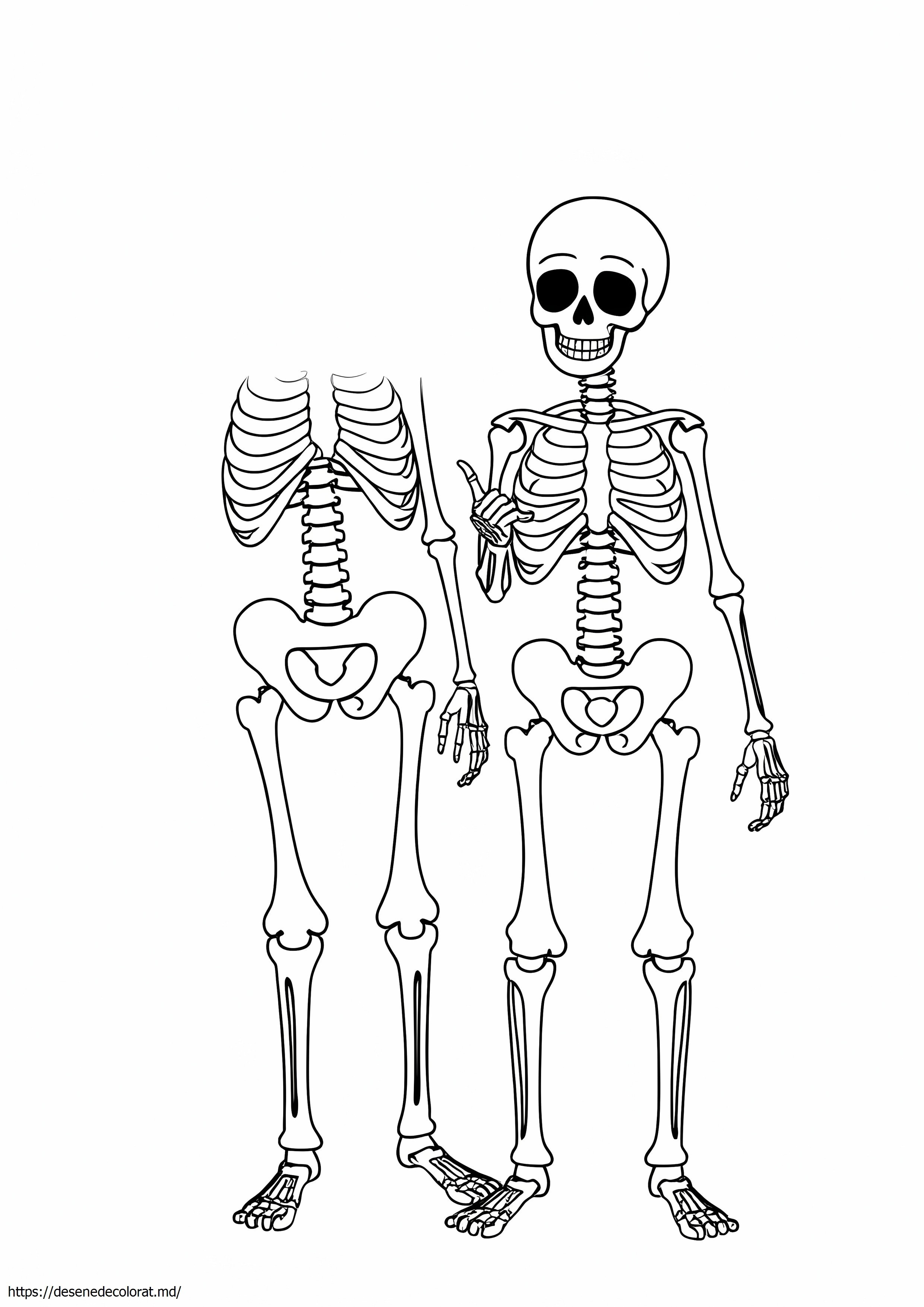 Sistemul osos de clasa a IV-a
