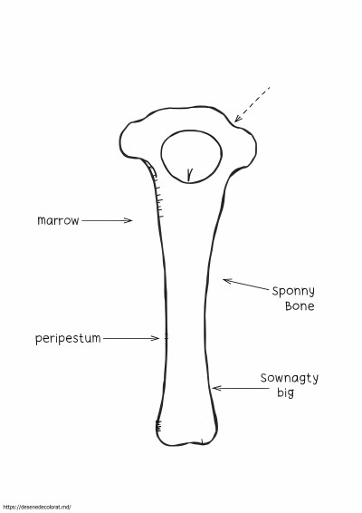 Anatomia unui os