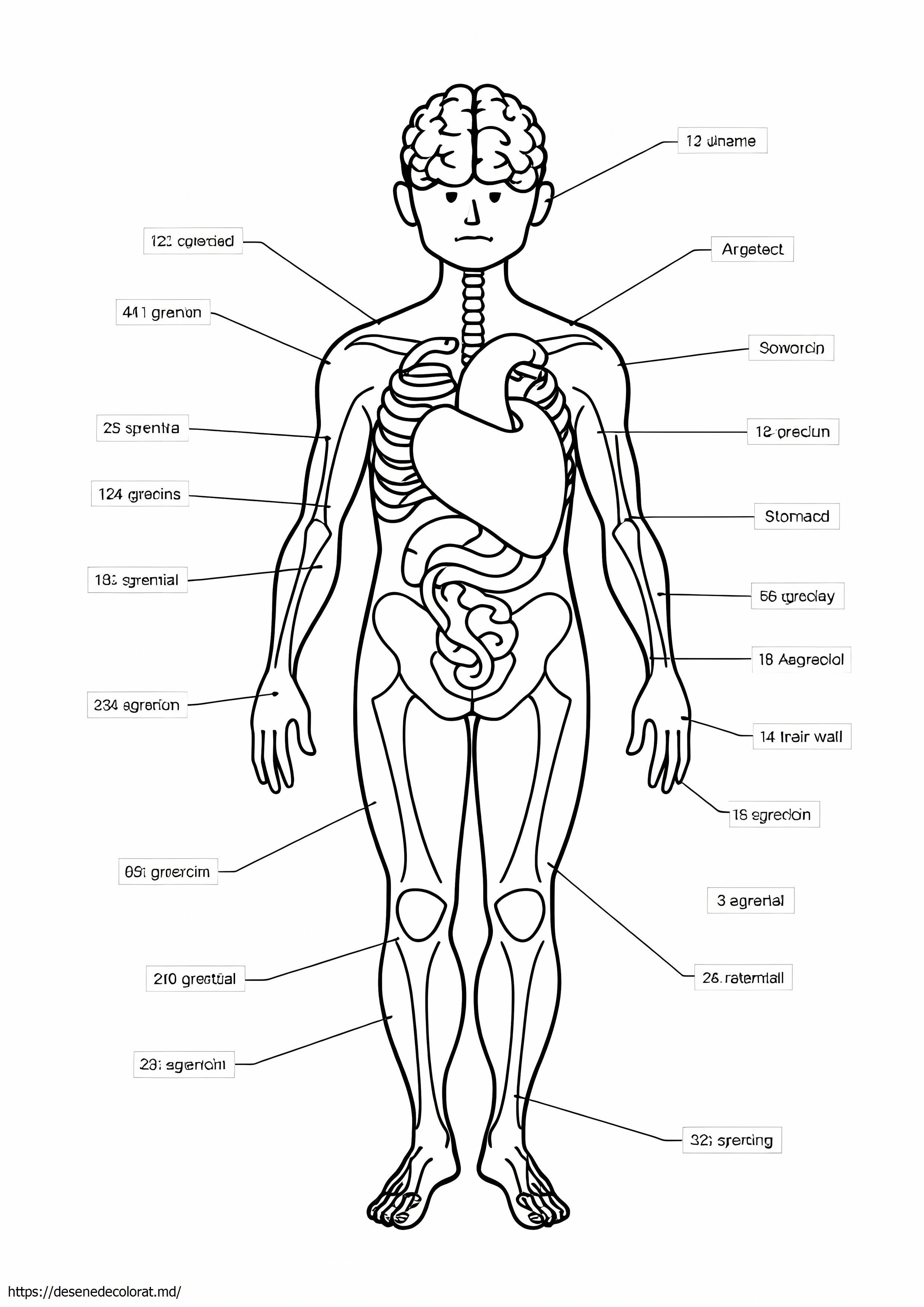 Anatomie