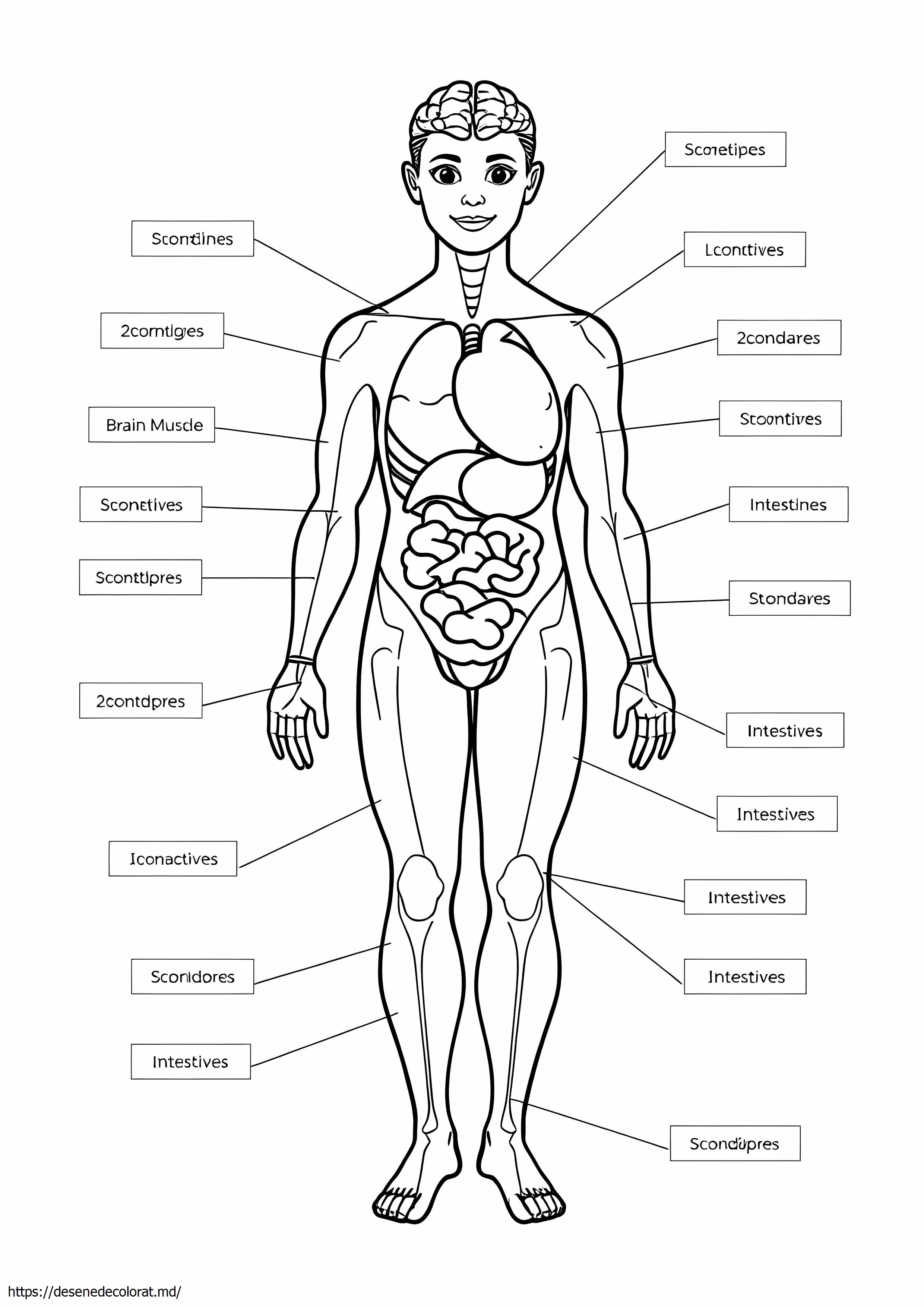 Anatomie si fiziologie