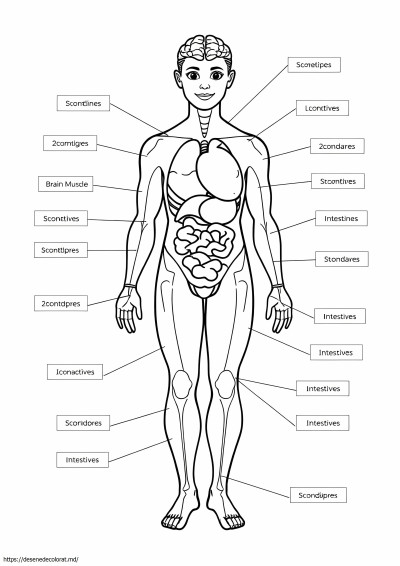 Anatomie si fiziologie