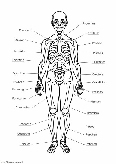 Anatomia corpului uman