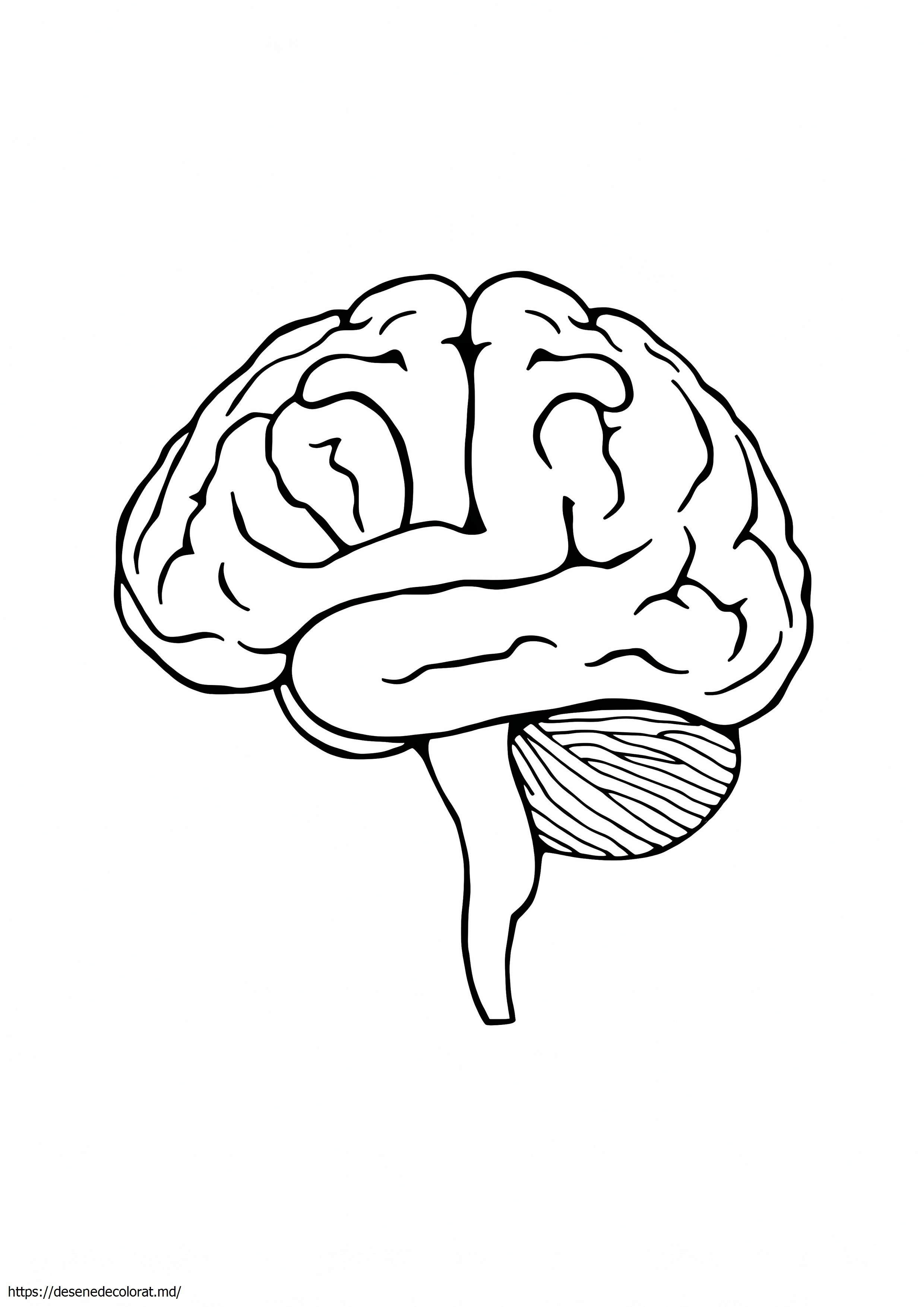 Anatomia creierului