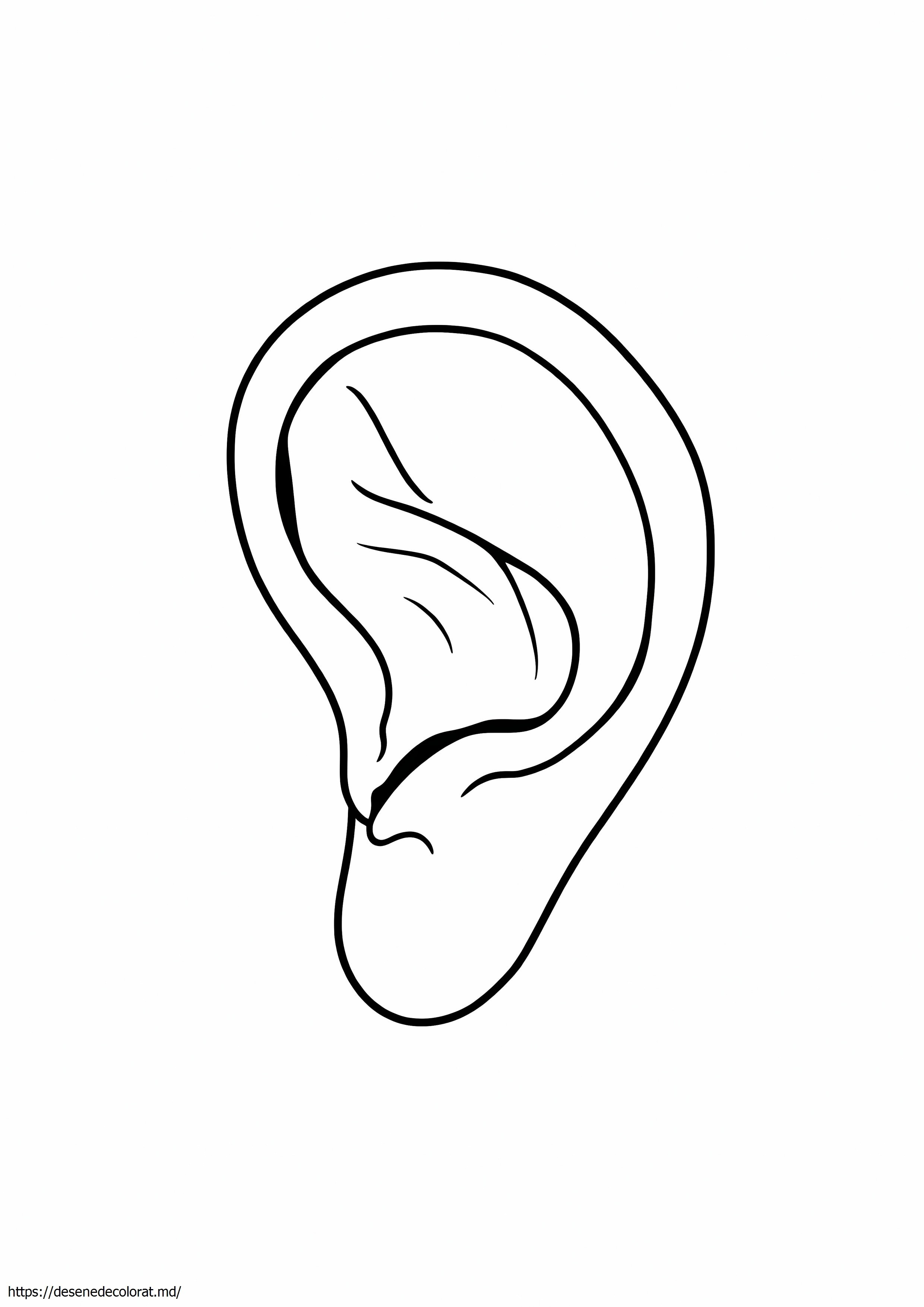 Anatomia urechii