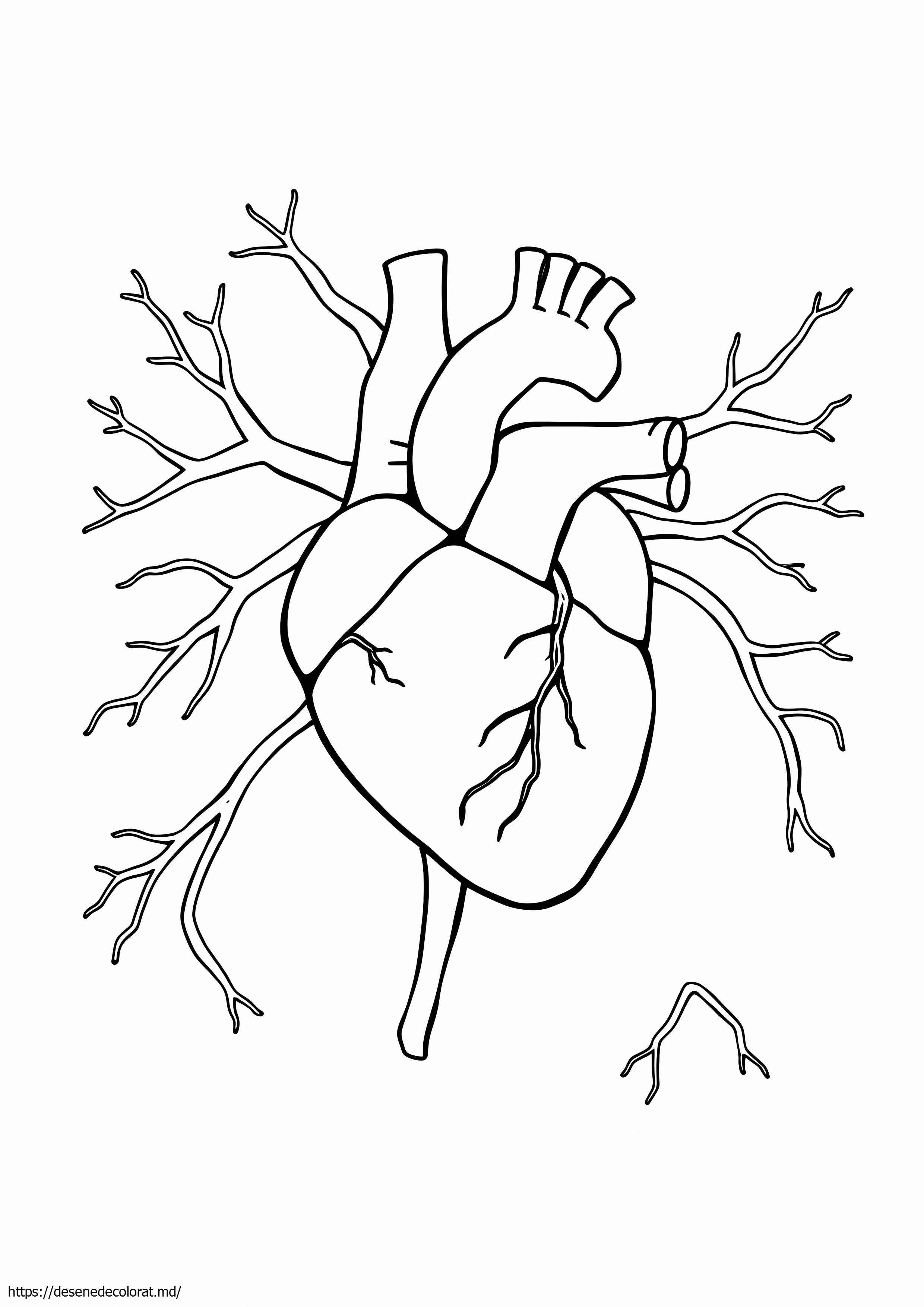 Sistemul cardiovascular
