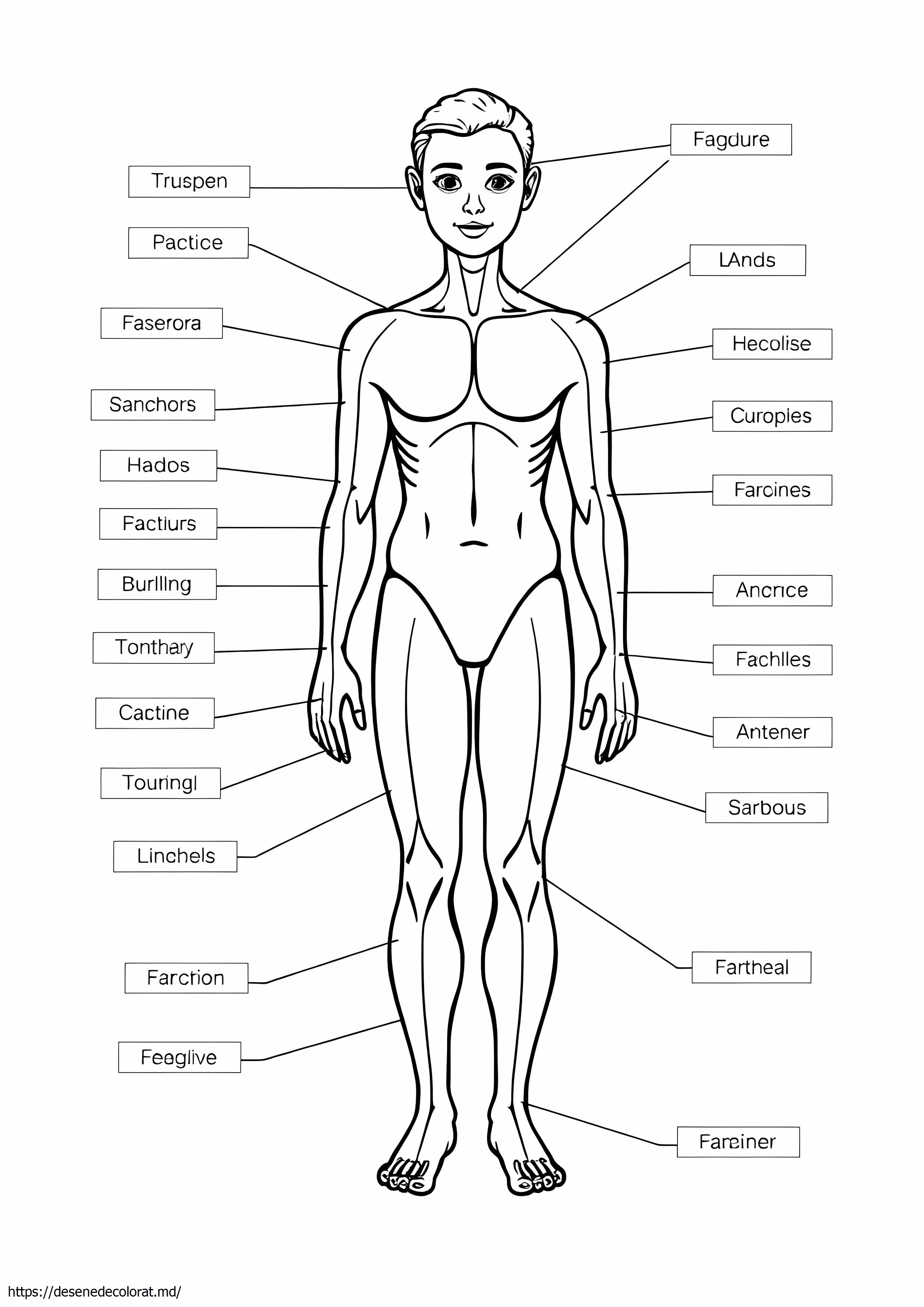 Anatomie umană