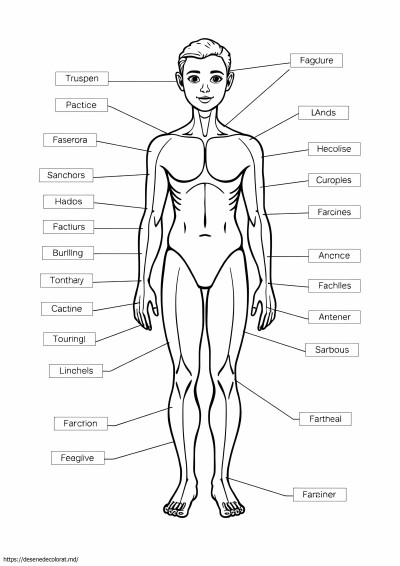Anatomie umană