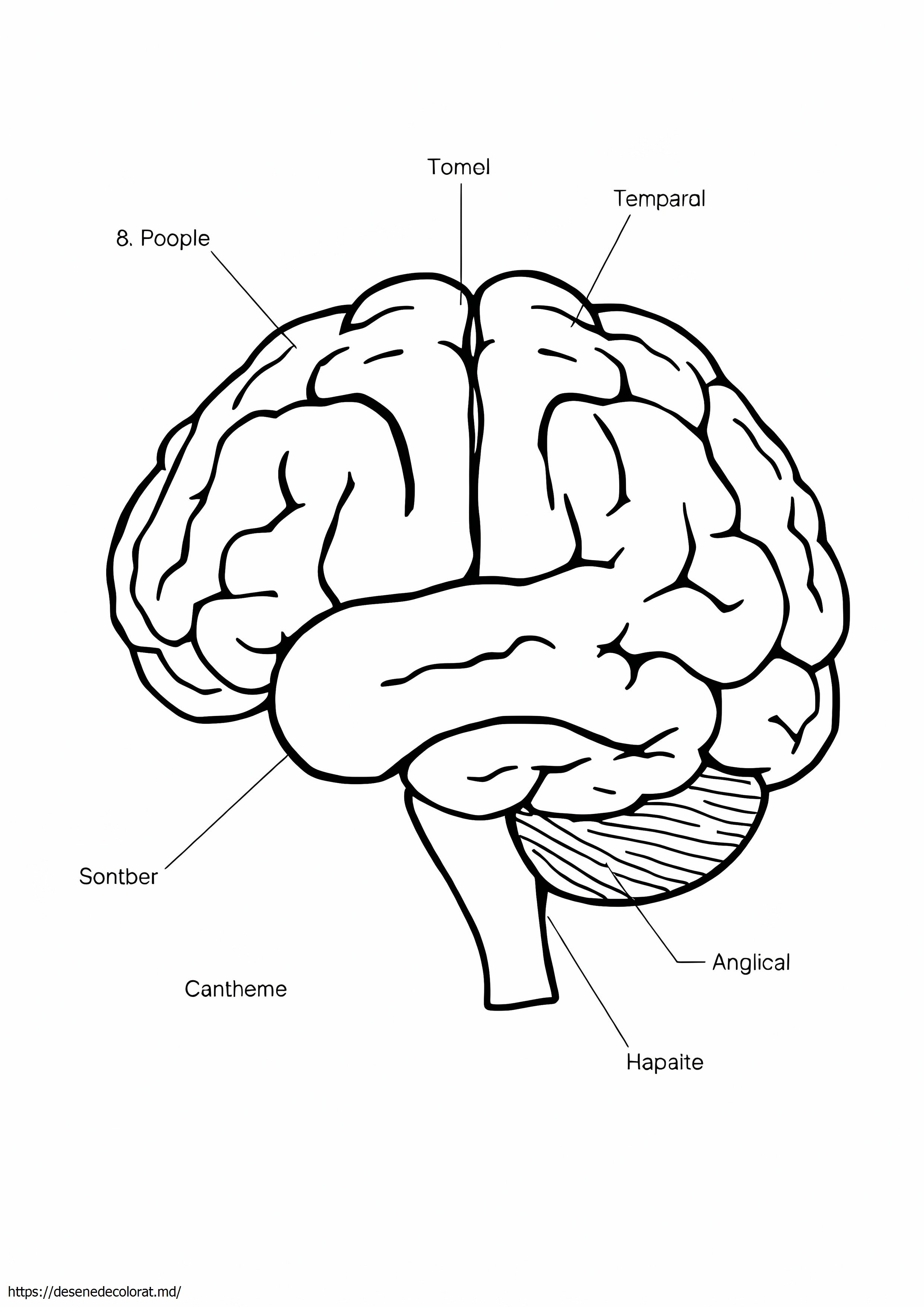 Neuroanatomie