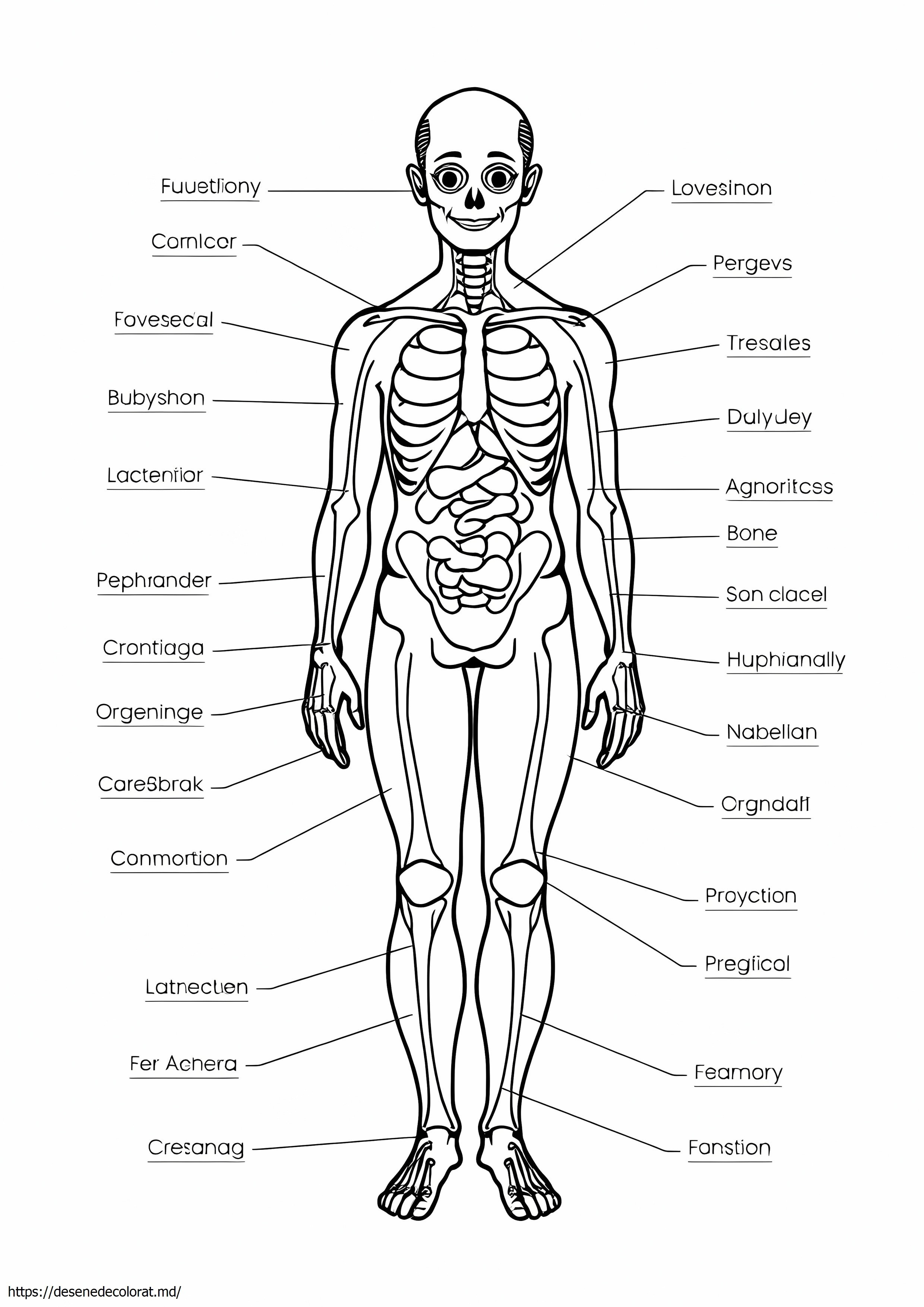 Anatomia