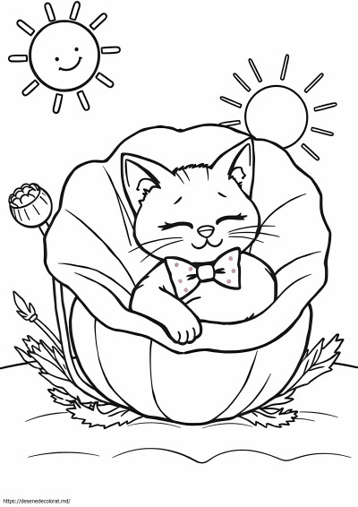 Timp de joacă mac catnap
