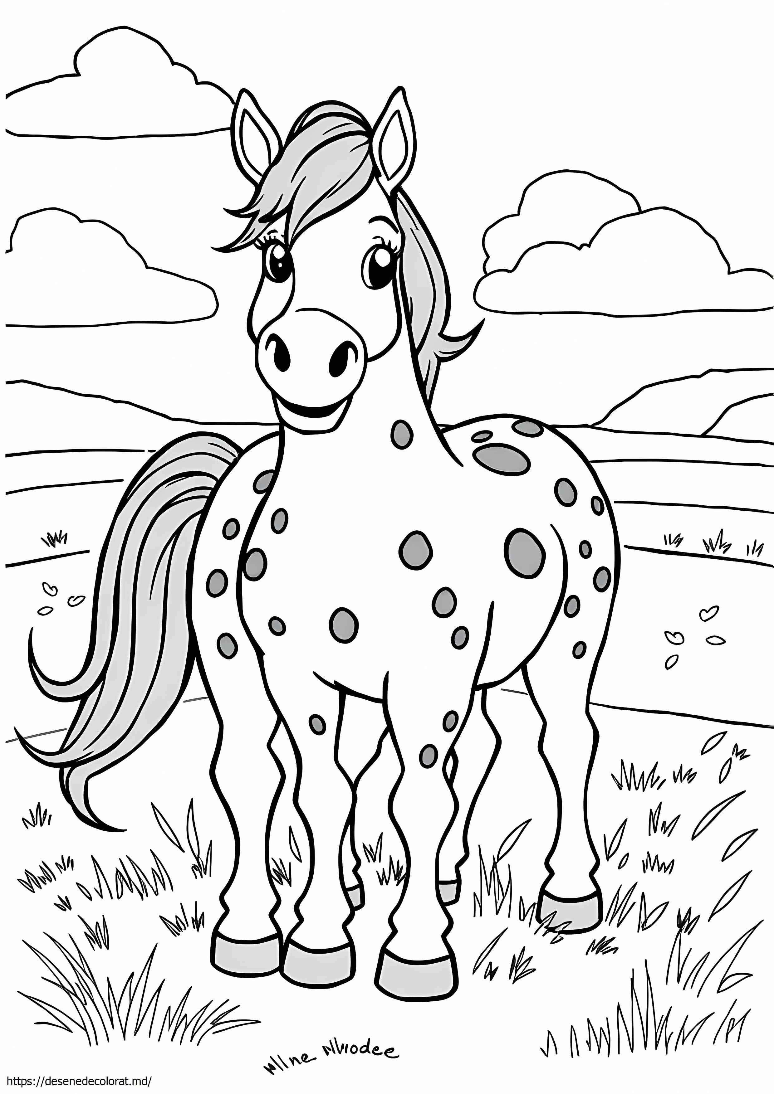 Cal appaloosa