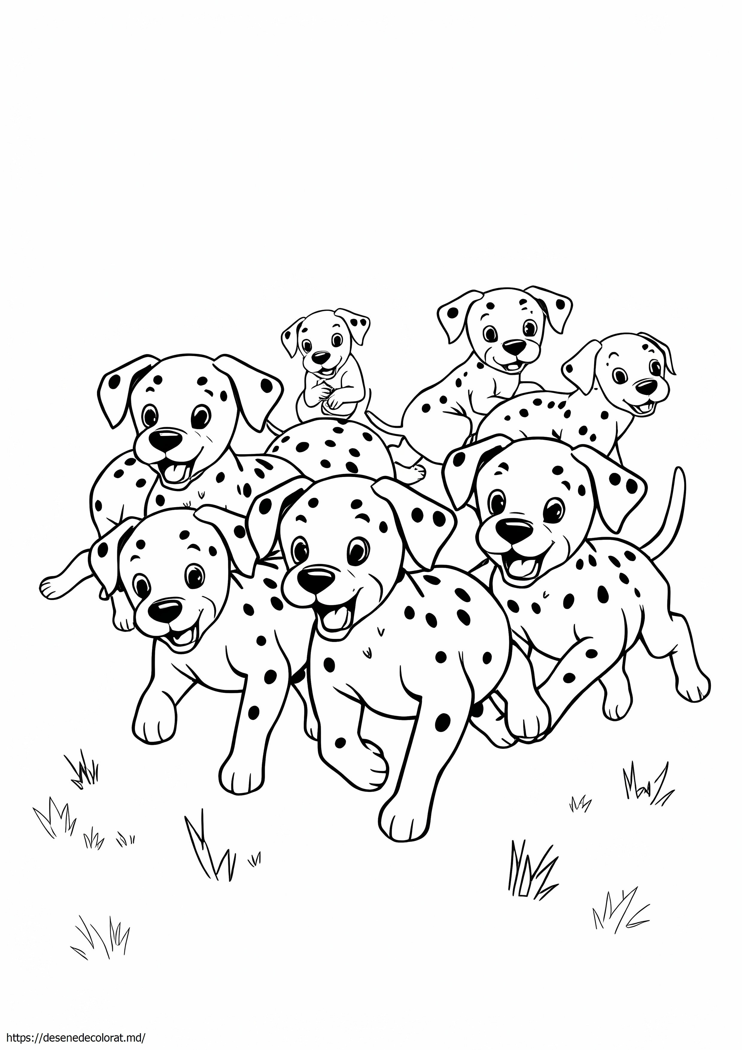Catelusi dalmatian