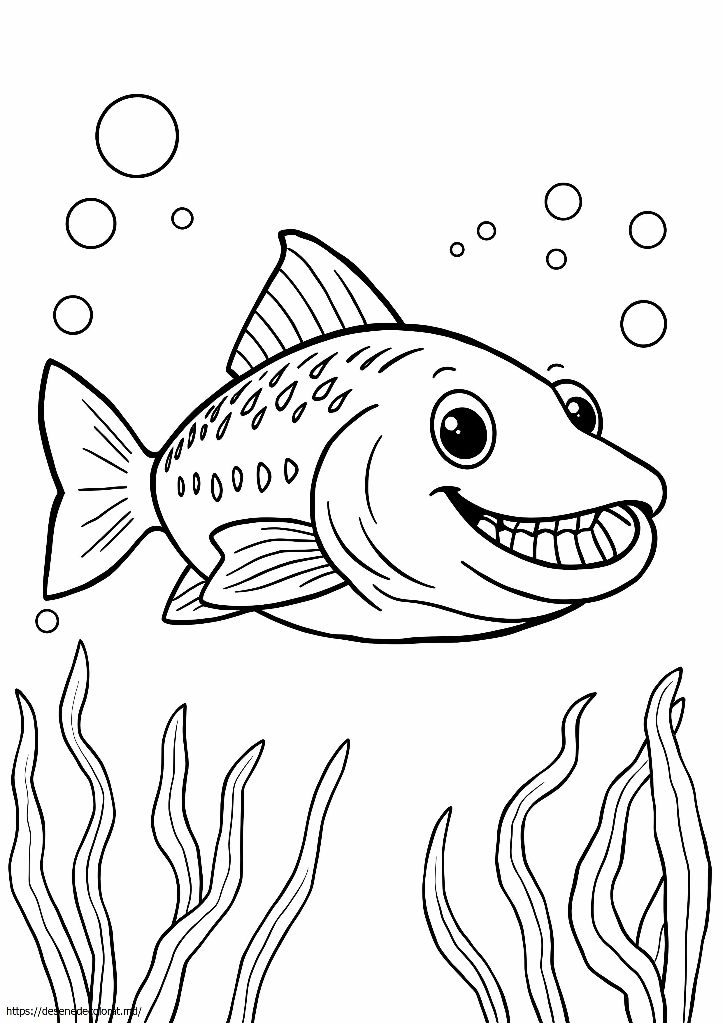 Somon chinook
