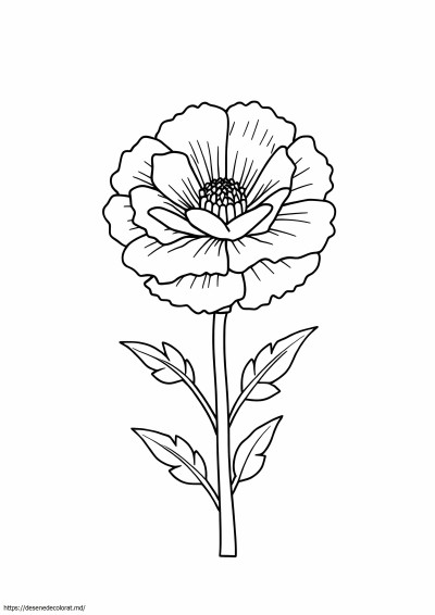 Floare de garoafa